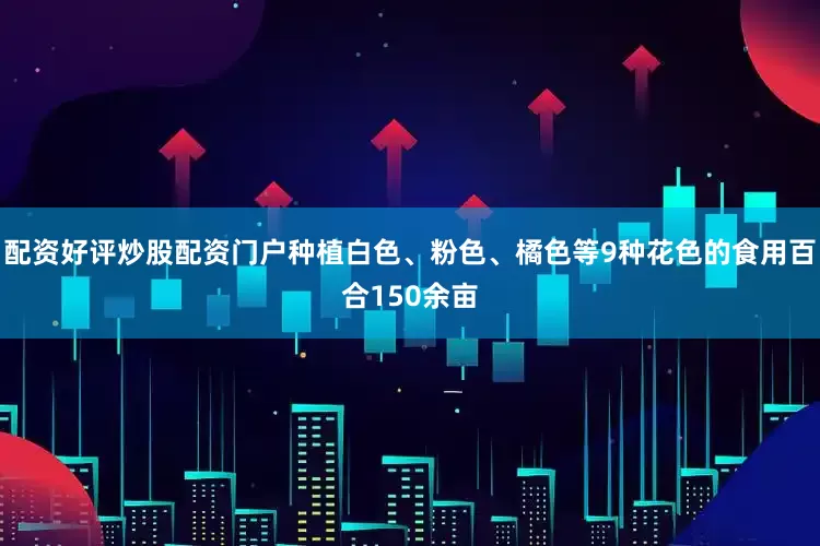 配资好评炒股配资门户种植白色、粉色、橘色等9种花色的食用百合150余亩